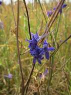 Image of forking larkspur