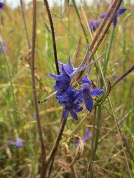 Image of forking larkspur