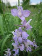 Image of forking larkspur