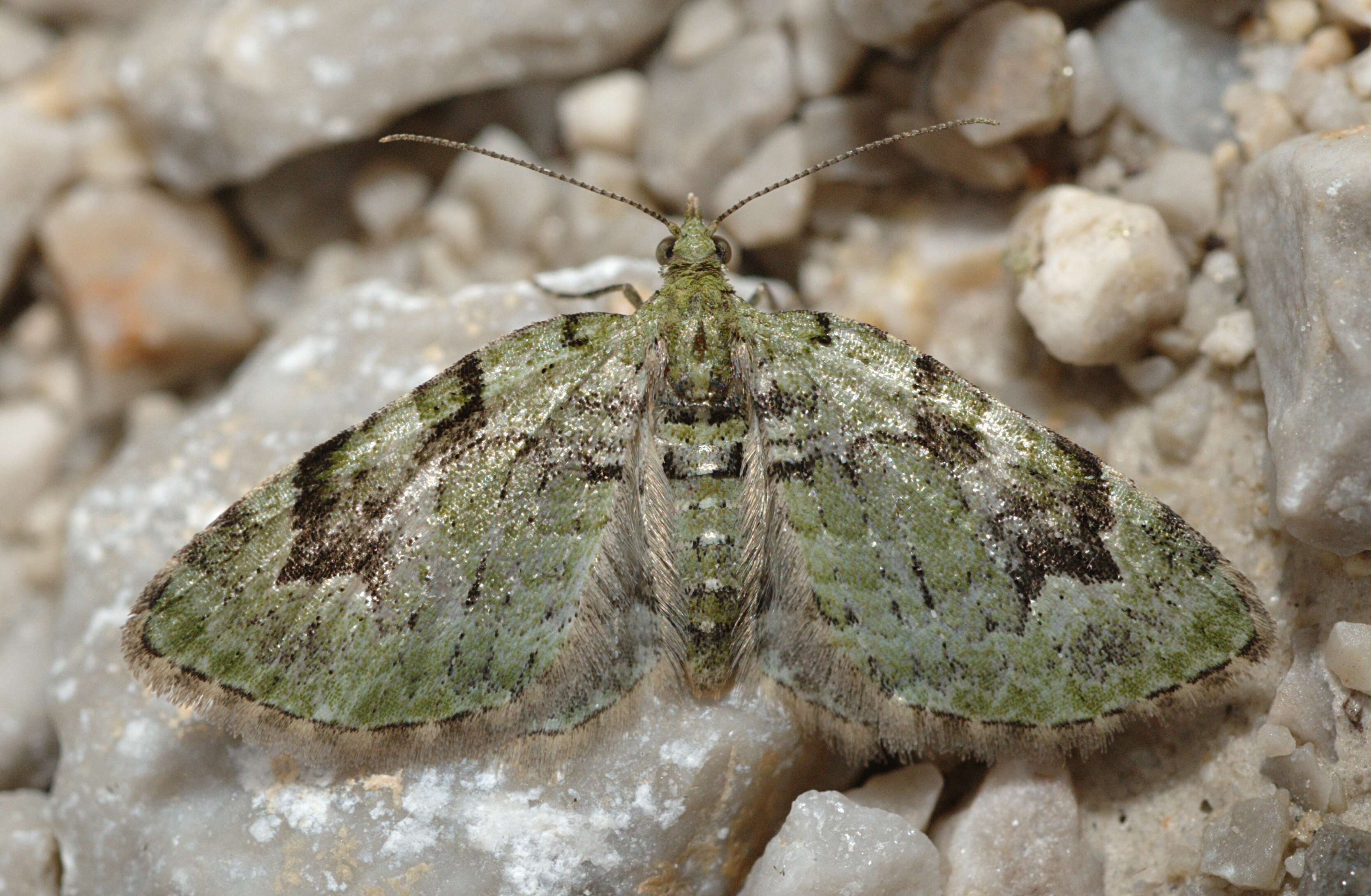 Image de Chloroclystis v-ata