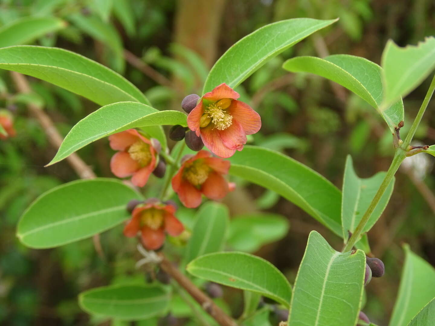 Image of Cratoxylum cochinchinense (Lour.) Bl.