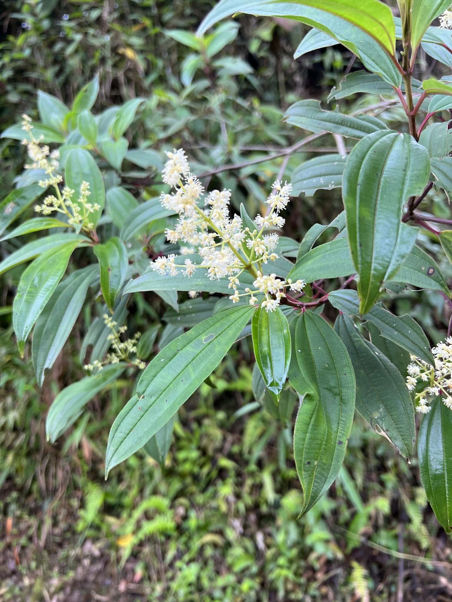 Image of Miconia theizans (Bonpl.) Cogn.