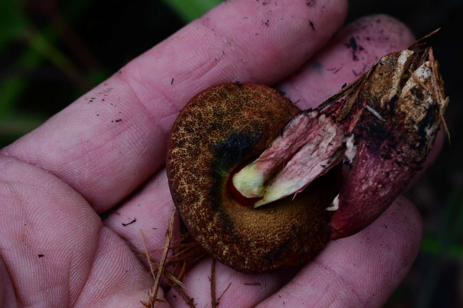 Image of Boletus tasmanicus Hongo & A. K. Mills 1989