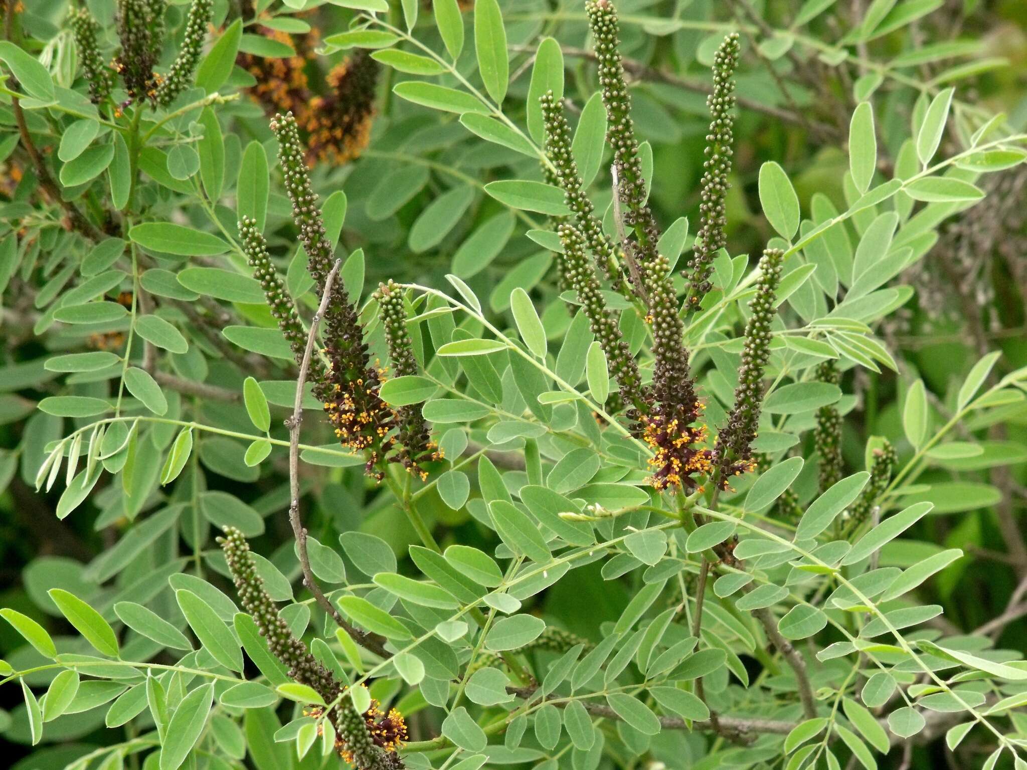 Imagem de Amorpha fruticosa L.