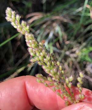 Image of <i>Anthenantia rufa</i>