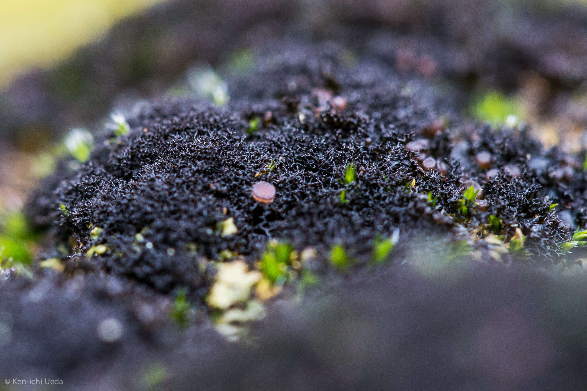Image of Woollybear lichens