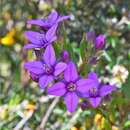 Image of Boronia barkeriana subsp. angustifolia Duretto