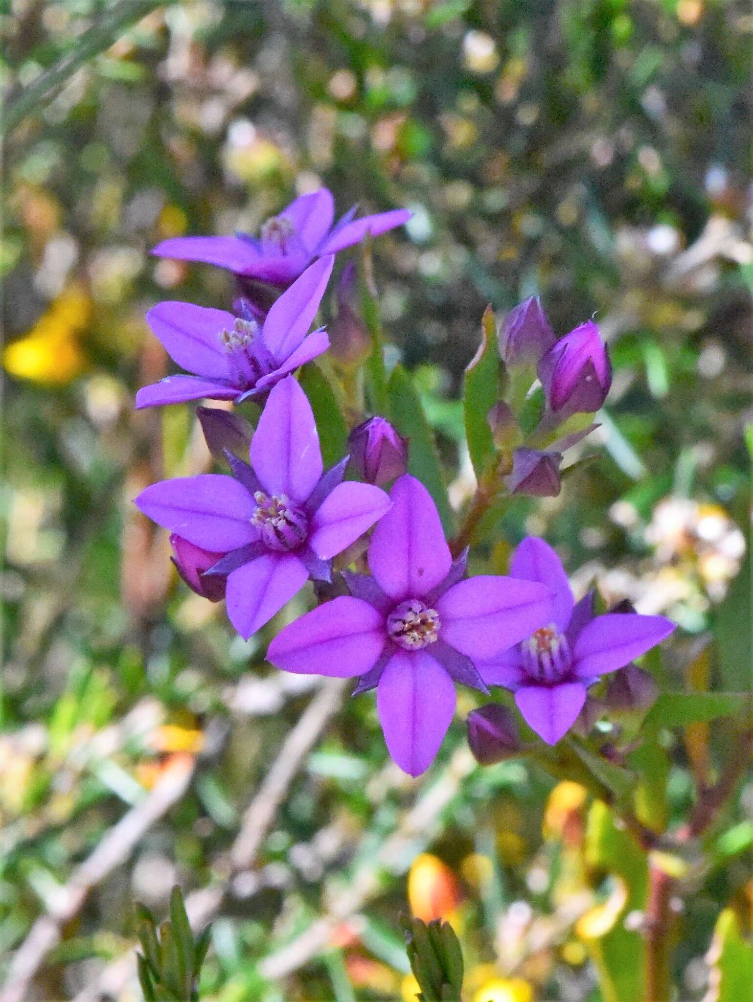 Image of Boronia barkeriana subsp. angustifolia Duretto