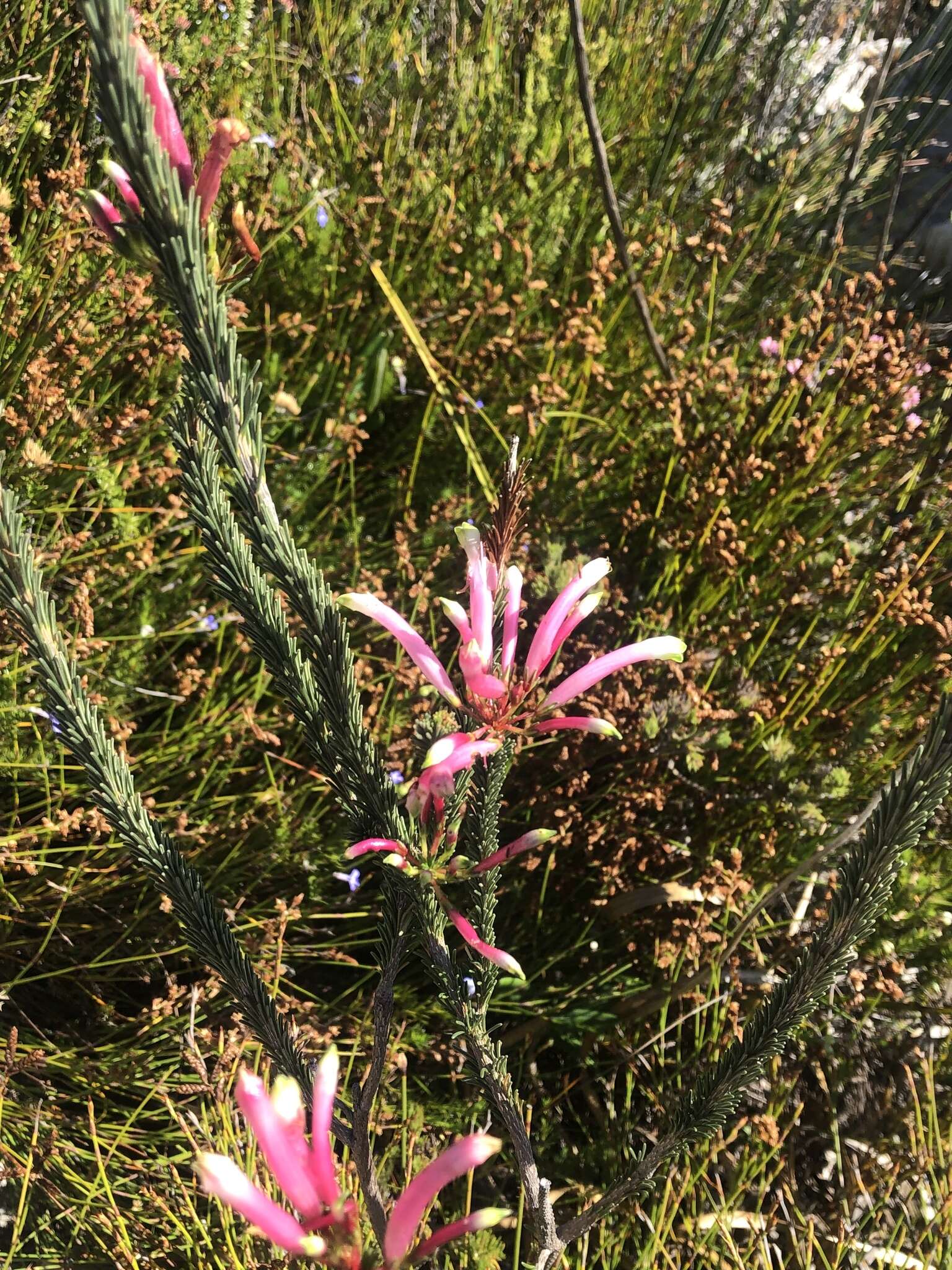 Plancia ëd Erica fascicularis L. fil.