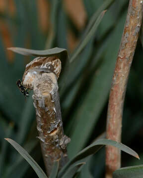 Image of Asphodelus ramosus L.