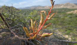 Imagem de Fouquieria diguetii (van Tiegh.) I. M. Johnston