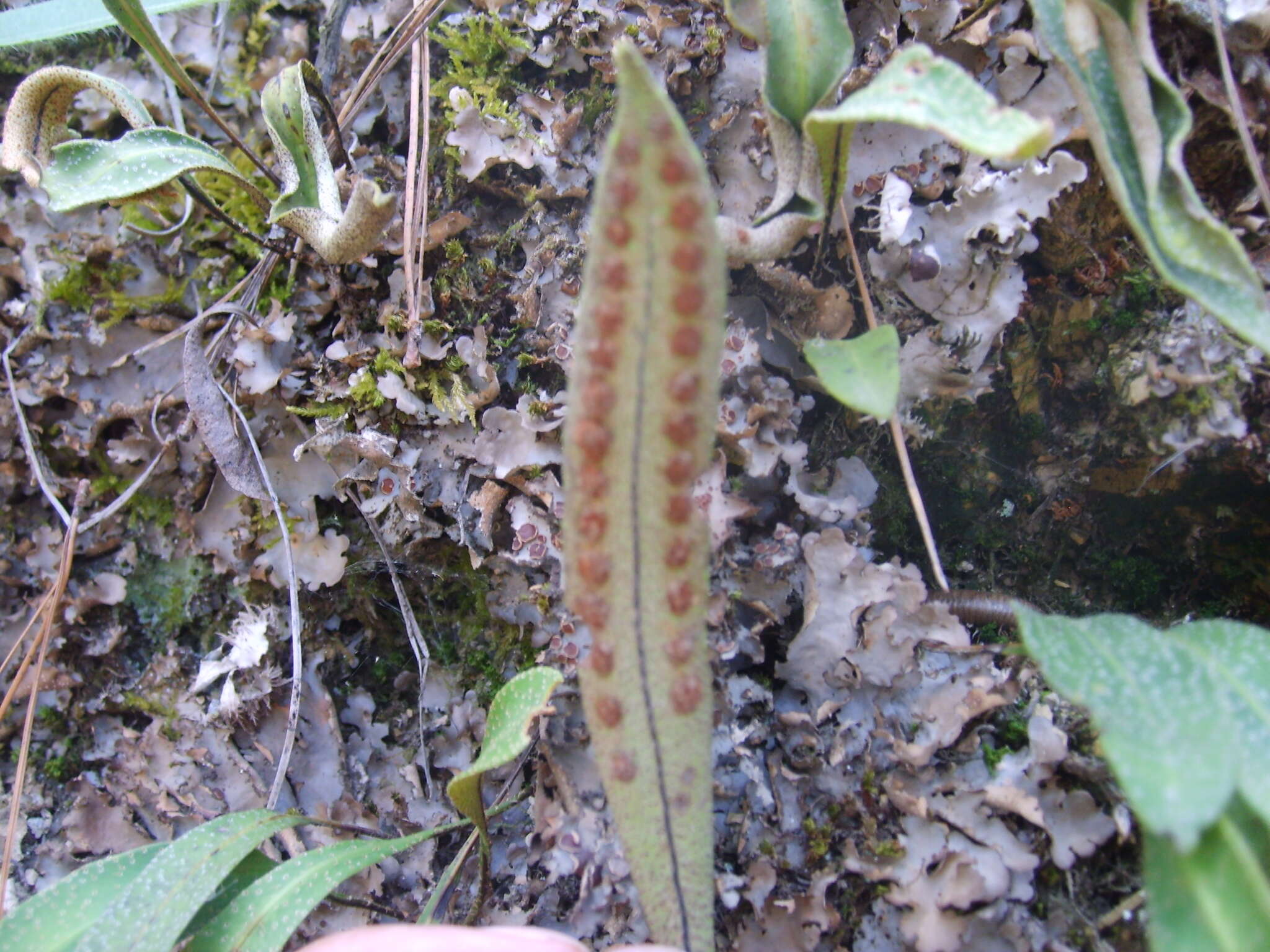 Image of redscale scaly polypody