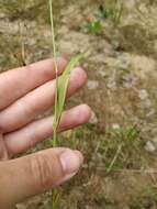 Imagem de Agrostis gigantea Roth