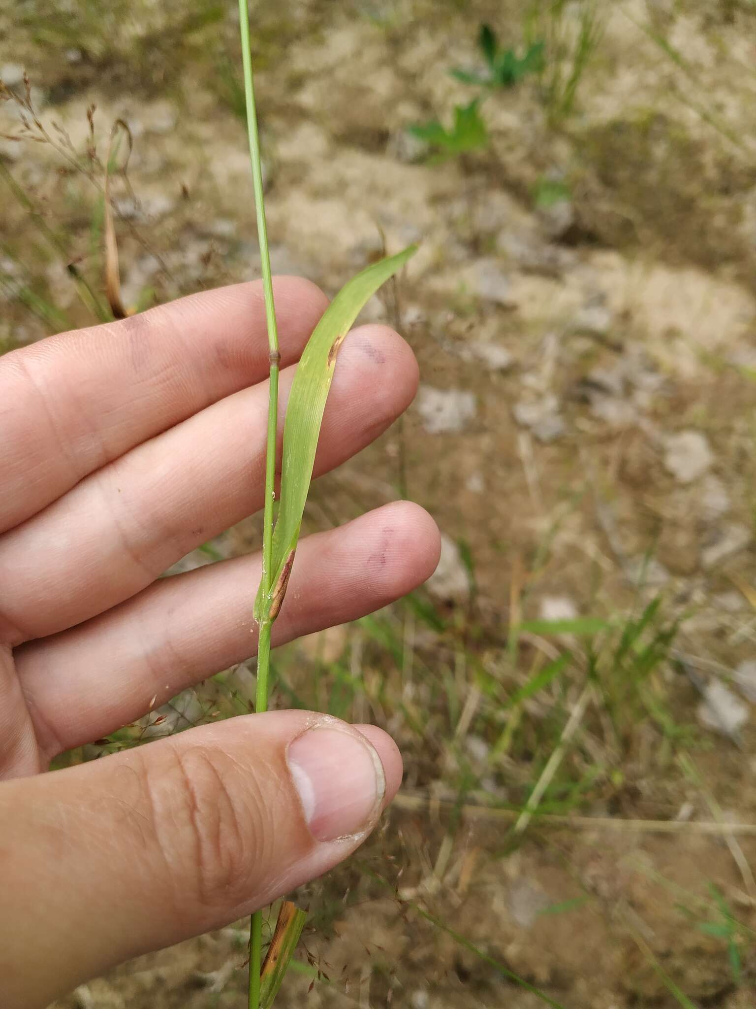 Image of black bent