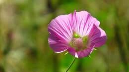 Imagem de Malva punctata (All.) Alef.