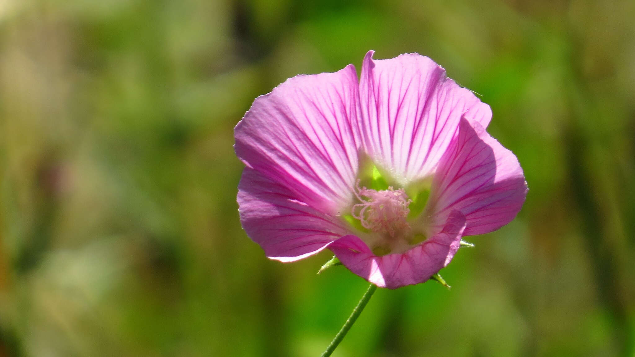 Sivun Malva punctata (All.) Alef. kuva