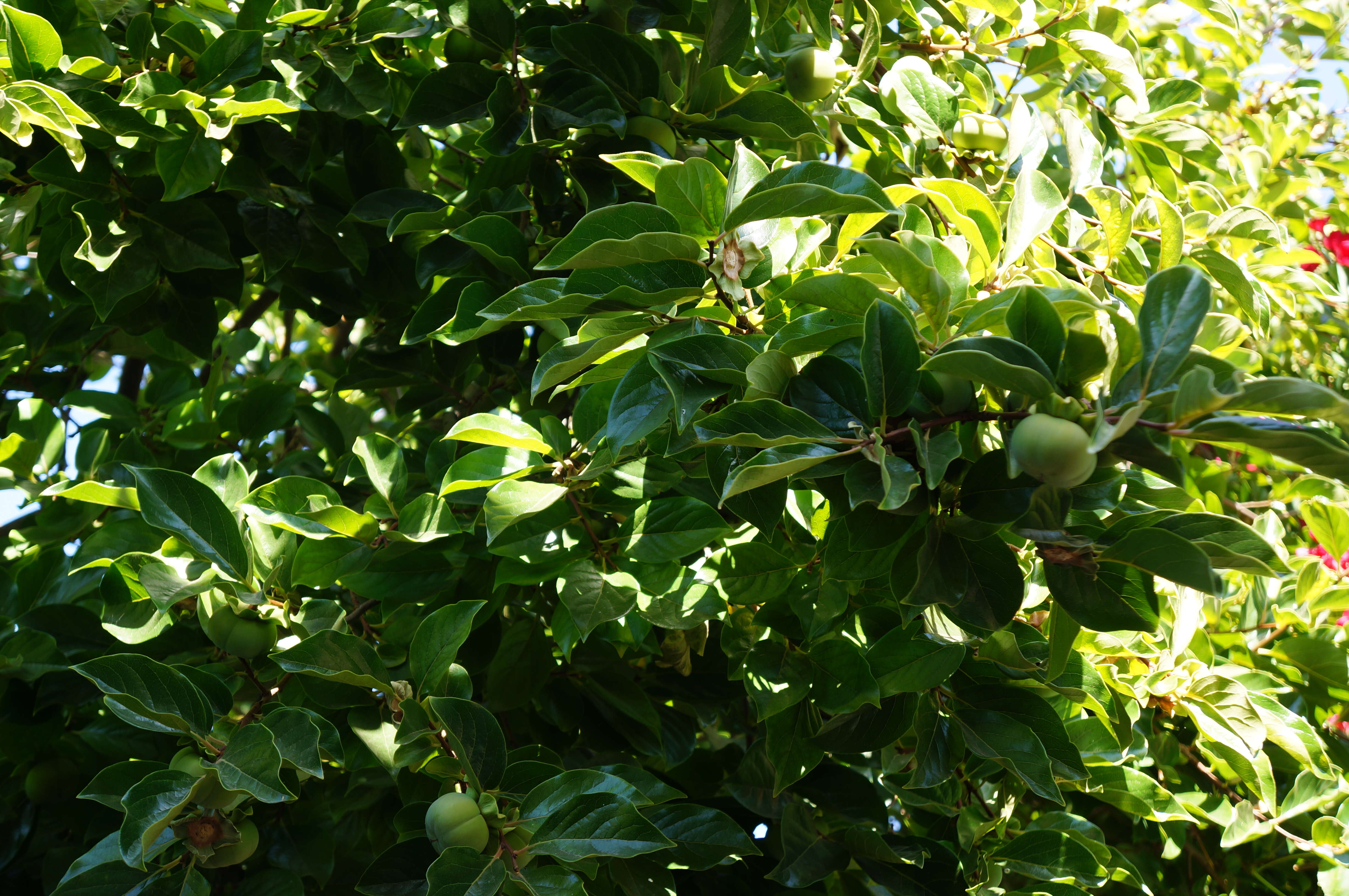 Image of japanese persimmon