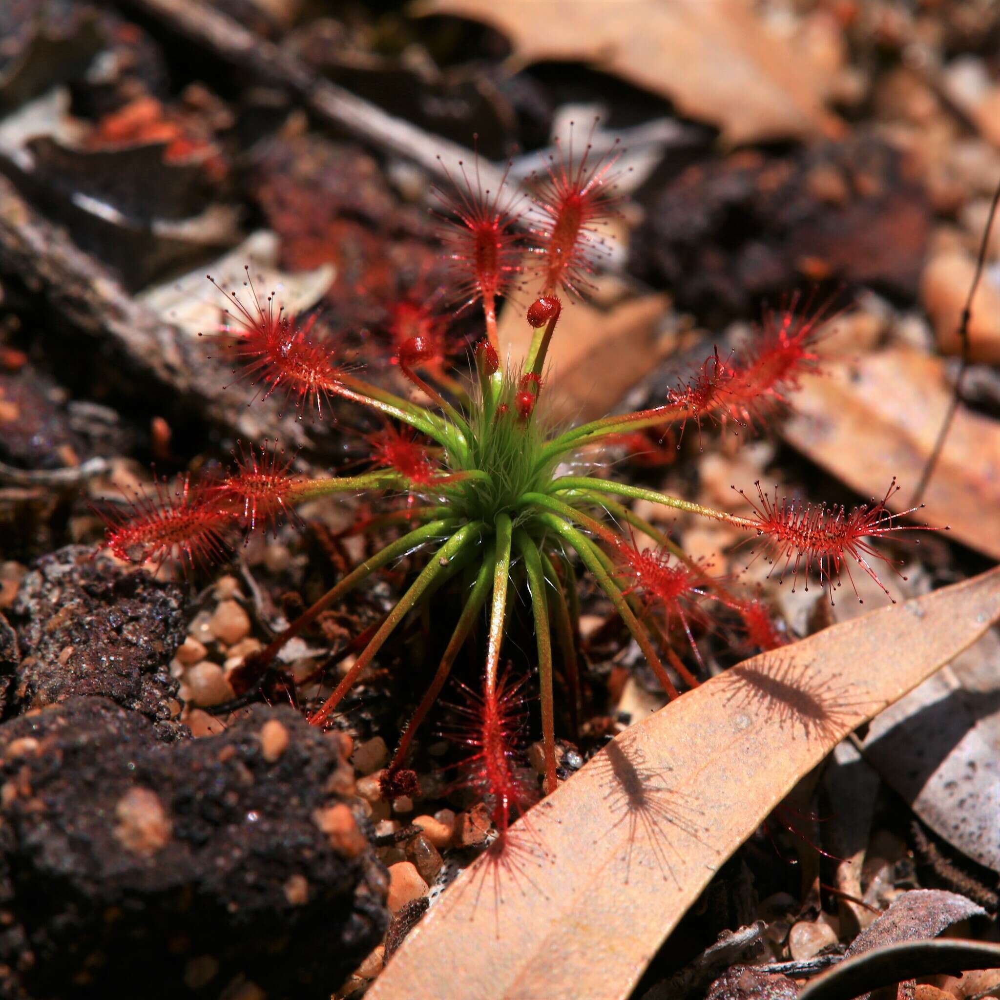 Image of Drosera barbigera Planch.