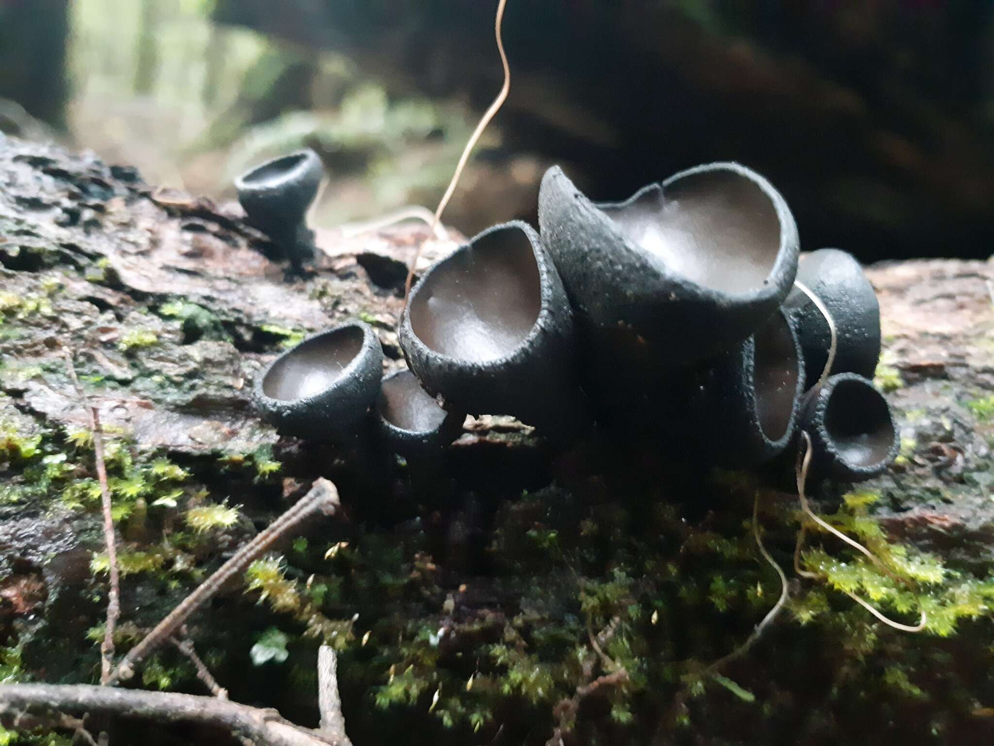 Plancia ëd Plectania campylospora (Berk.) Nannf. 1957