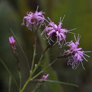 Image of Ontario blazing star