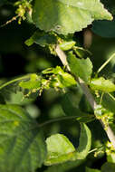 Imagem de Acalypha glabrata Thunb.