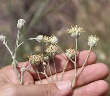 Image of Chalk Hill hymenopappus