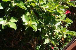 Image of japanese persimmon