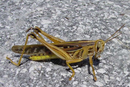 Image of American Bird Grasshopper