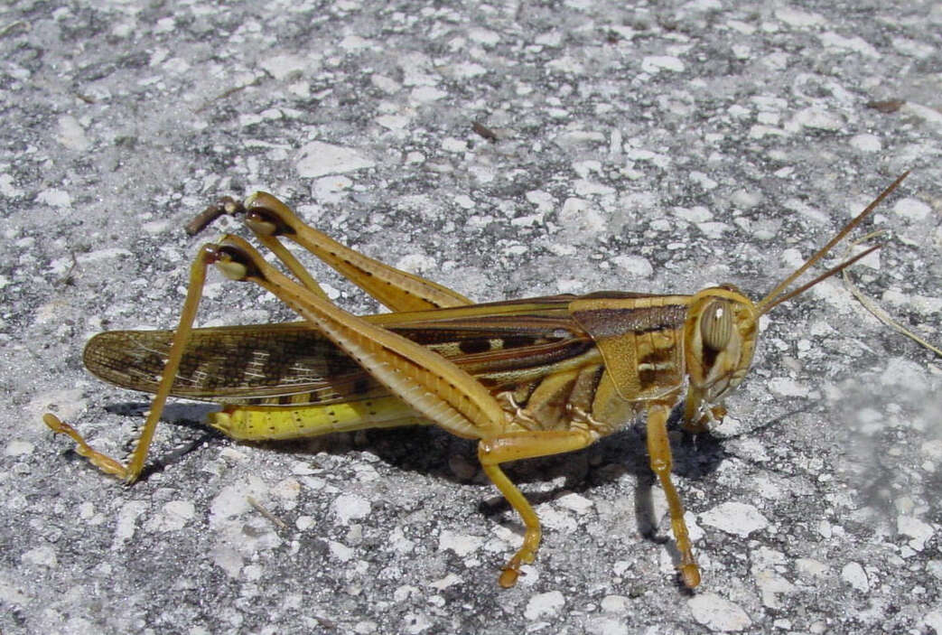 Image of American Bird Grasshopper