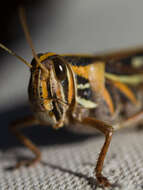 Image of American Bird Grasshopper