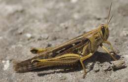 Image of American Bird Grasshopper