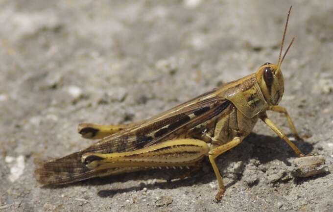 Image of American Bird Grasshopper