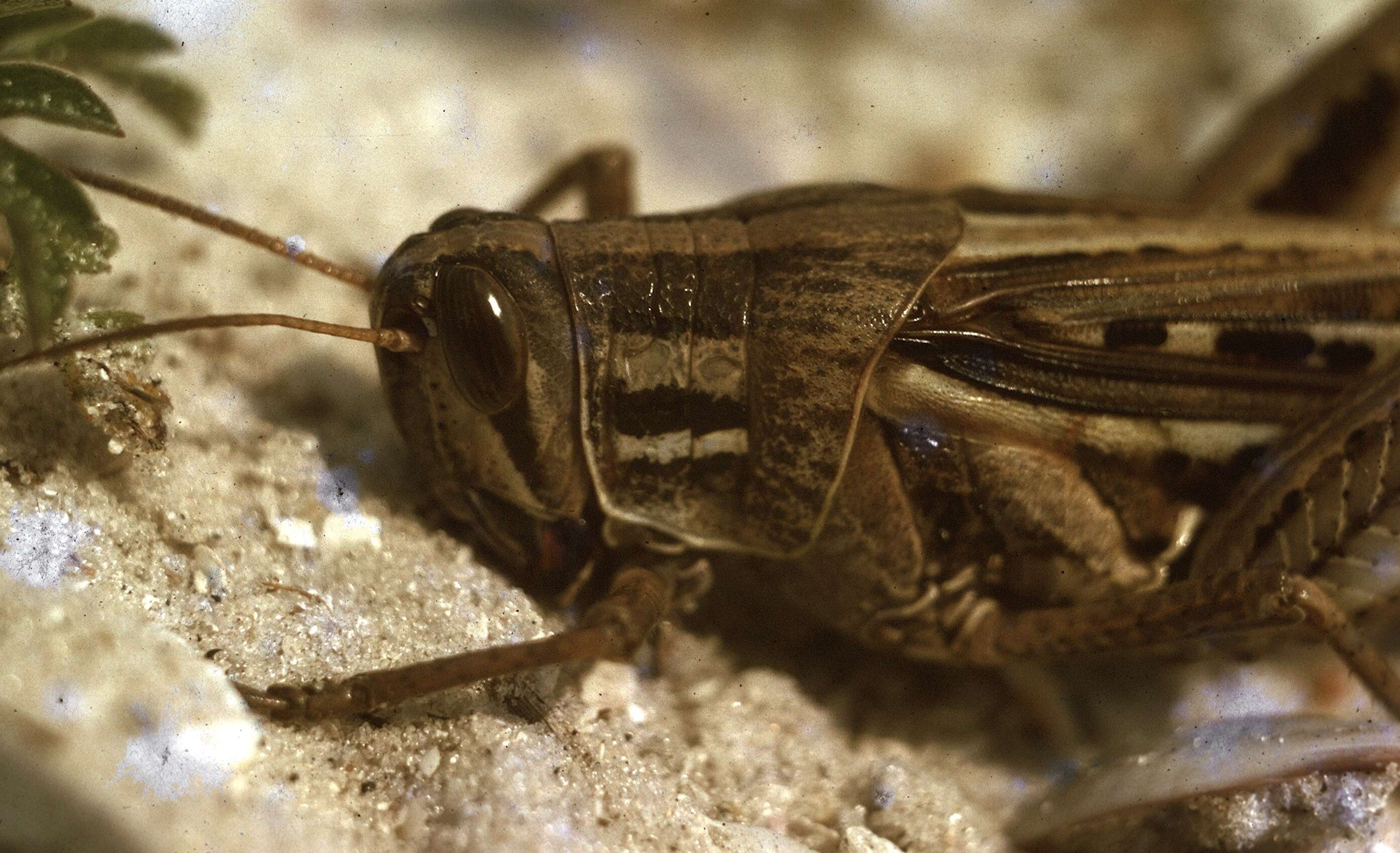 Image of American Bird Grasshopper