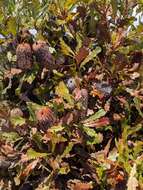 Image of Oak-leaved Banksia