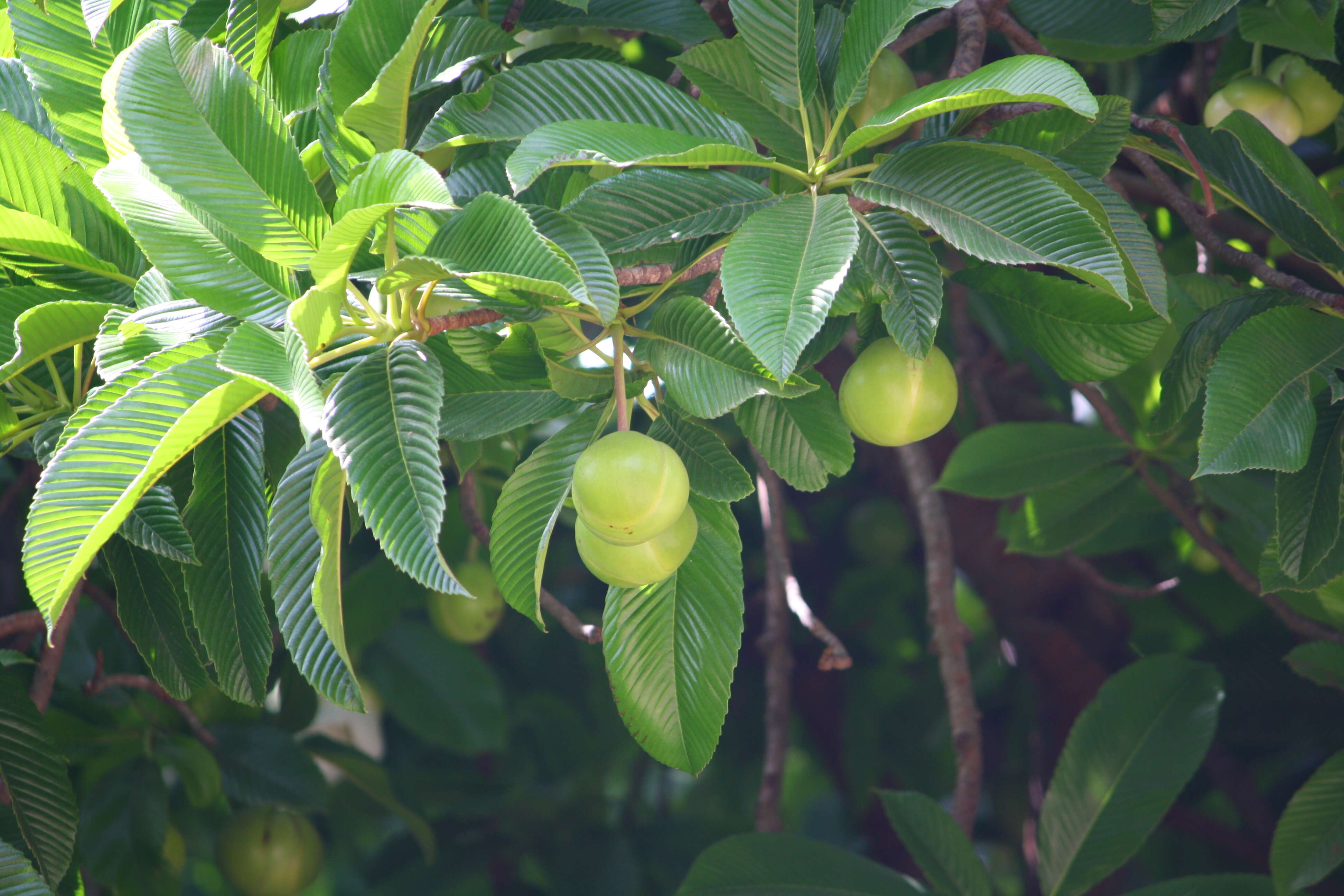 Plancia ëd Dillenia indica L.