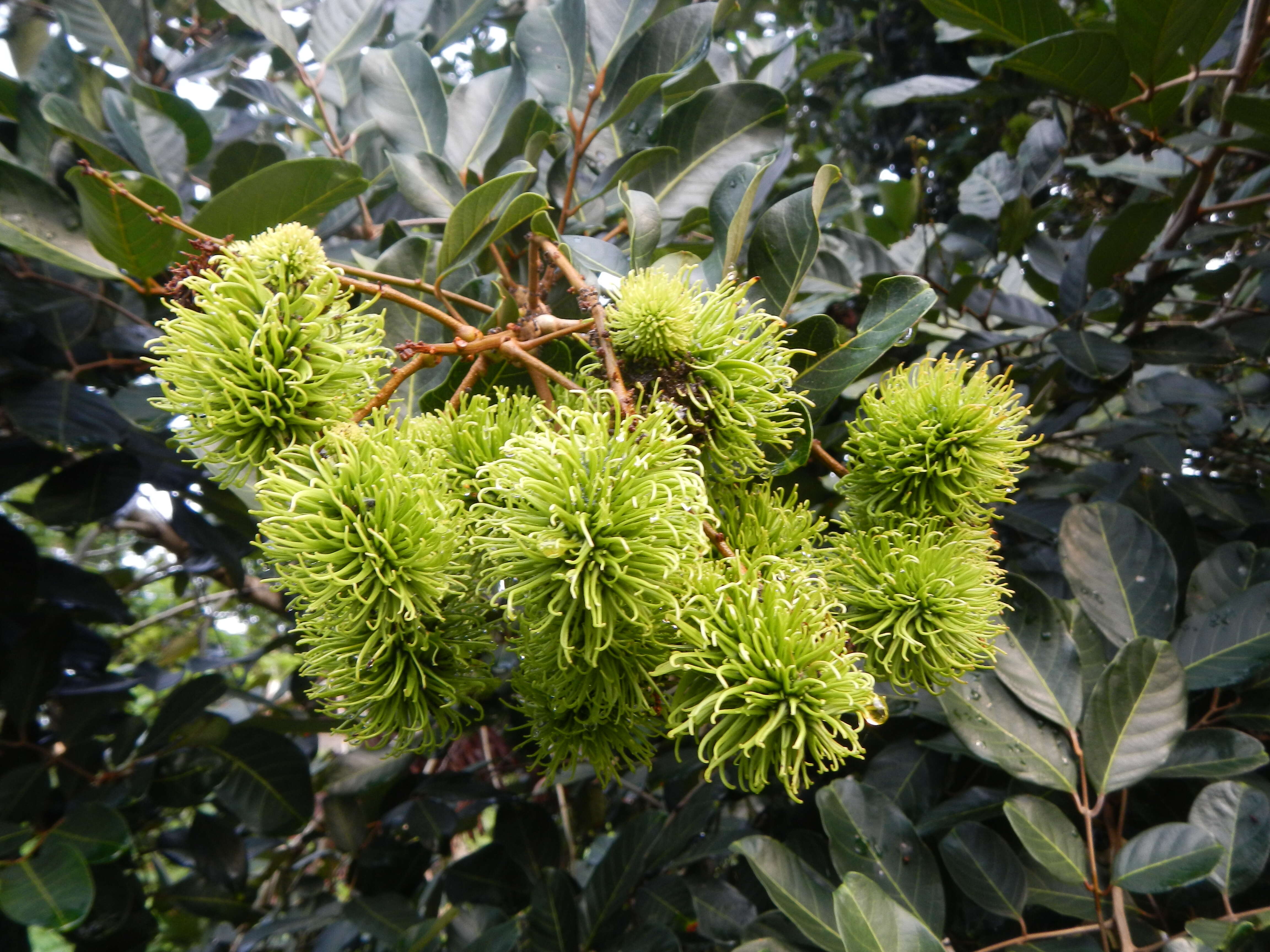 Image of rambutan