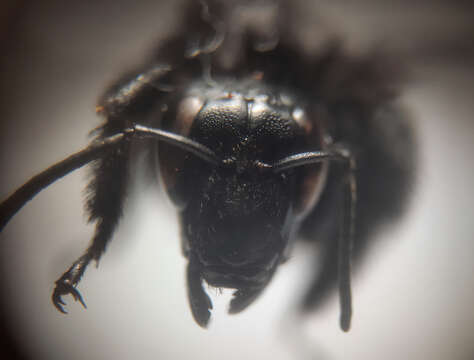 Image of Bombus morio (Swederus 1787)