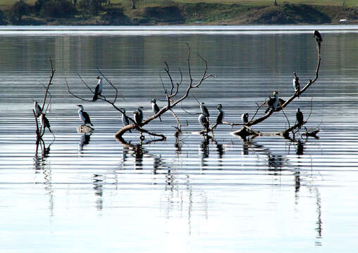 Image of Little Pied Cormorant