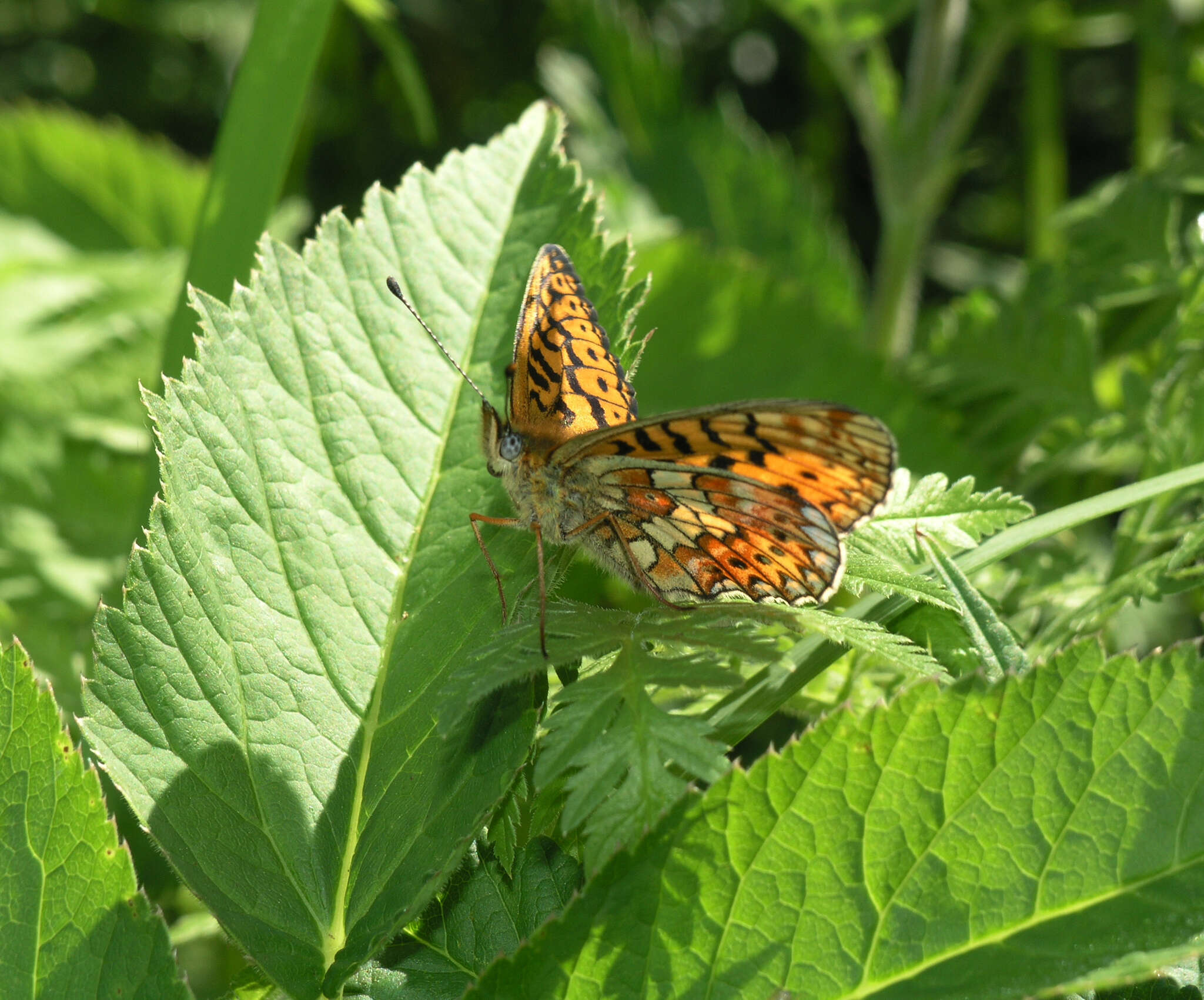 Image of <i>Boloria oscarus</i>