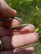 Image of brownseed paspalum