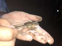 Image of Caribbean white-lipped frog