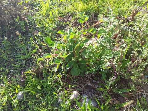 Image of yellow Himalayan raspberry