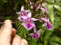 Image of Epidendrum calanthum Rchb. fil. & Warsz.