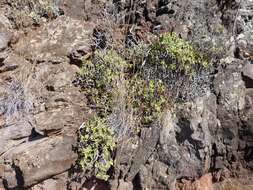 Image of Aeonium lindleyi subsp. lindleyi