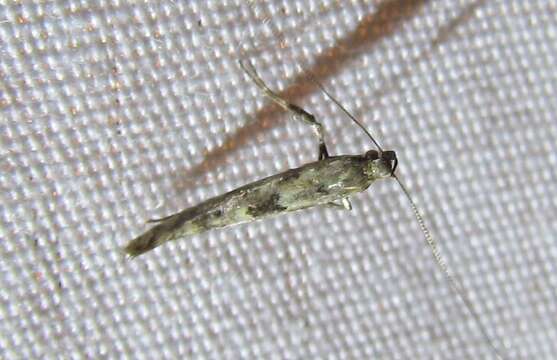 Sivun Caloptilia strictella (Walker 1864) kuva