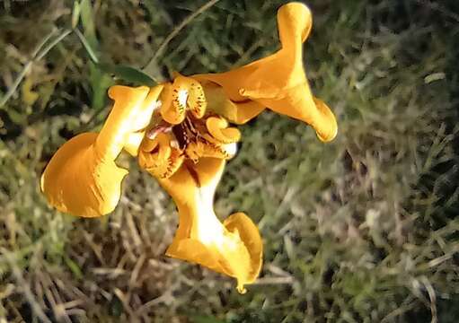 Image of Cypella herbertii (Lindl.) Herb.