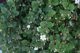 Image of Sutera cordata (Thunb.) Kuntze