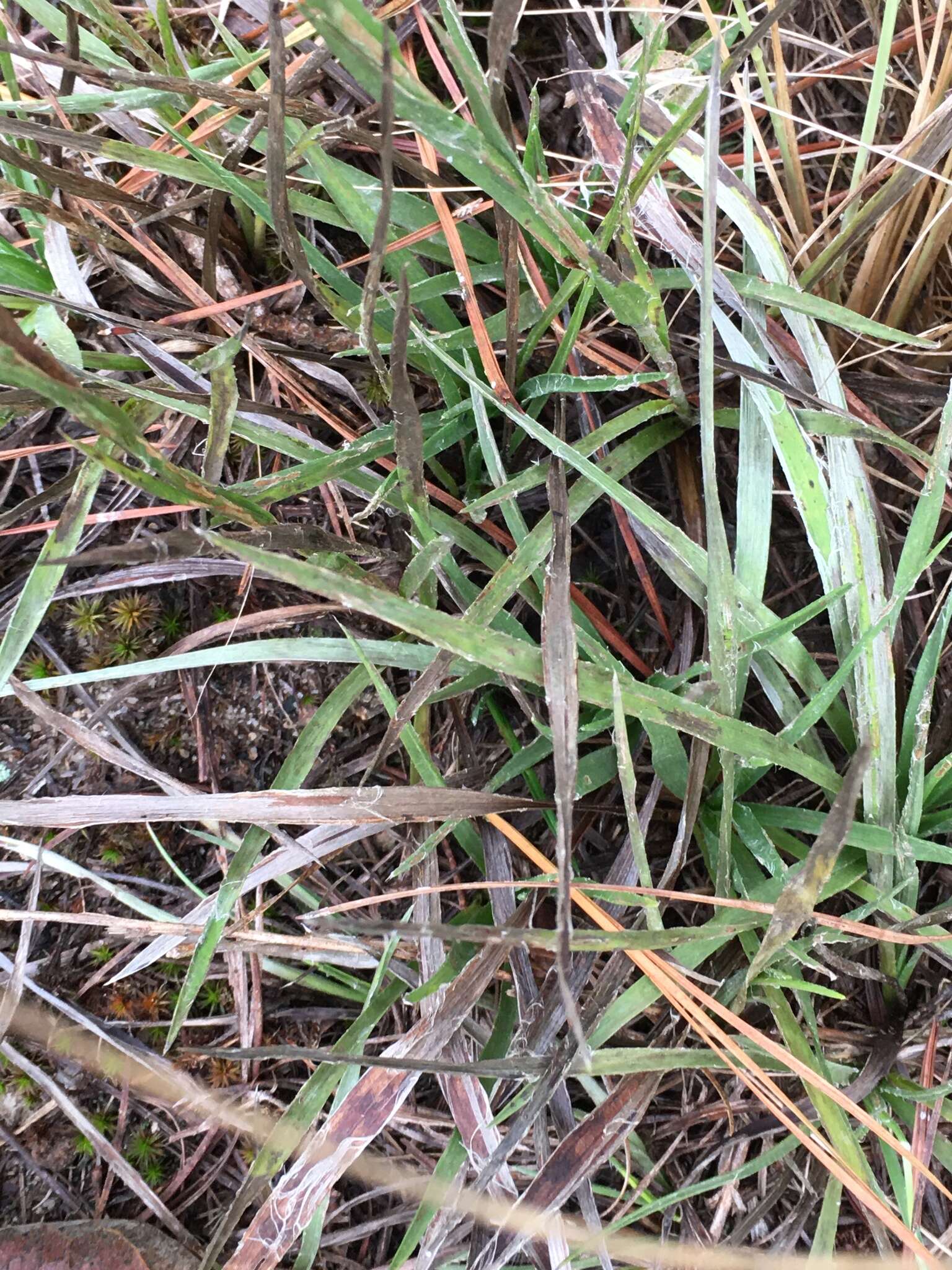 Pityopsis aspera var. adenolepis (Fern.) J. C. Semple & F. D. Bowers resmi