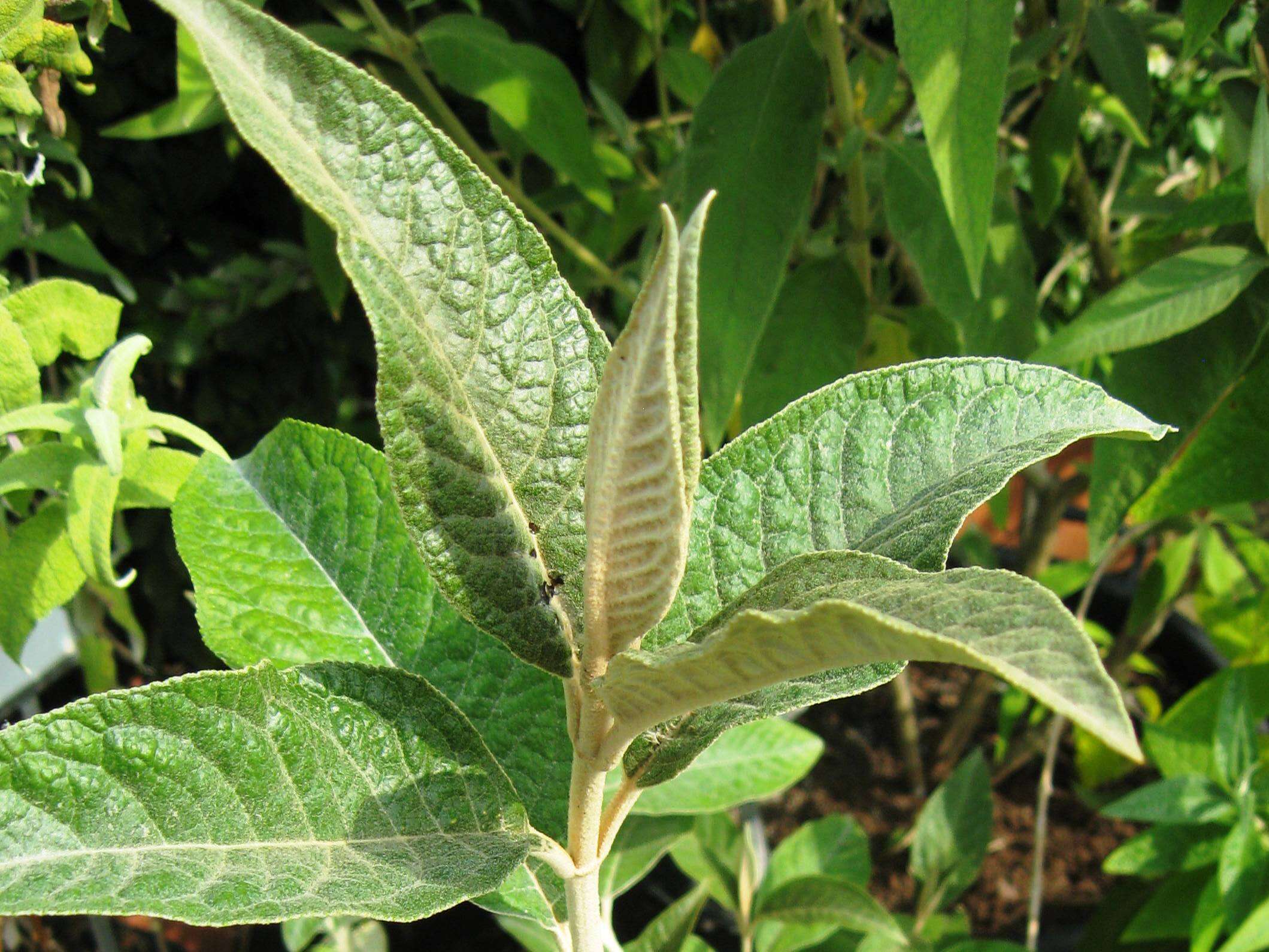 Sivun Buddleja megalocephala Donn. Sm. kuva