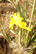 Image of Large yellow moraea